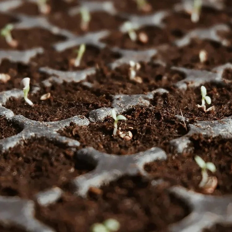 EcoBloom™ Mattoni di cocco biologico di prima qualità per piante