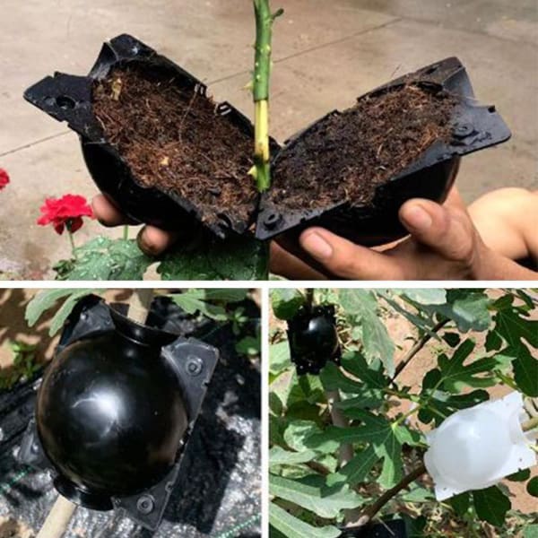 EcoRoot™ Box per la crescita delle radici delle piante