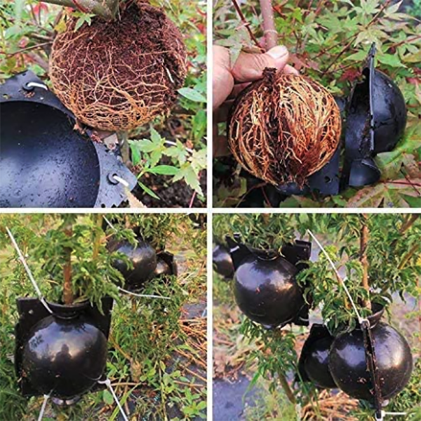 EcoRoot™ Box per la crescita delle radici delle piante