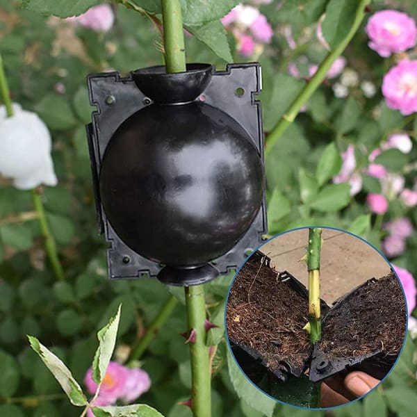 EcoRoot™ Box per la crescita delle radici delle piante