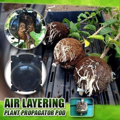 EcoRoot™ Box per la crescita delle radici delle piante
