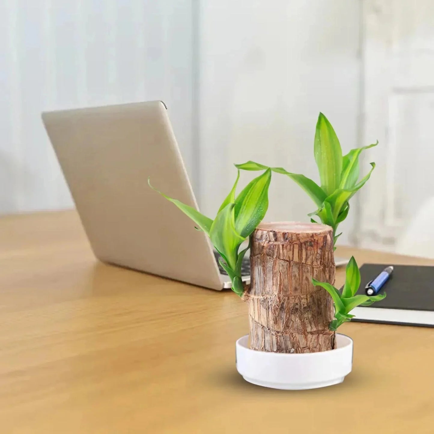 LuckyWood™ Pianta di legno in vaso