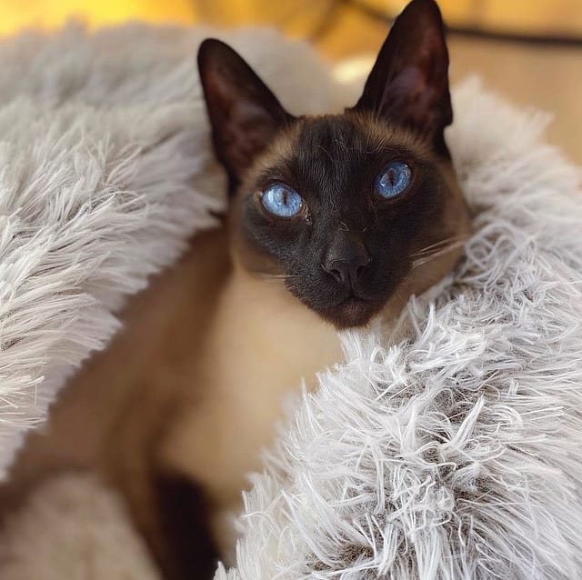 SnuggleNook™ Cuccia per animali